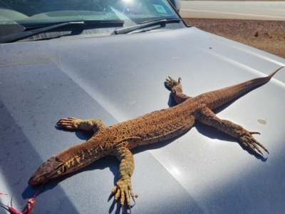 Varanus panoptes at Newman, WA - 31 Oct 2022 by AaronClausen