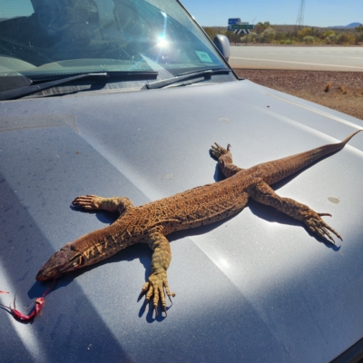 Varanus panoptes at Newman, WA - 31 Oct 2022 by AaronClausen