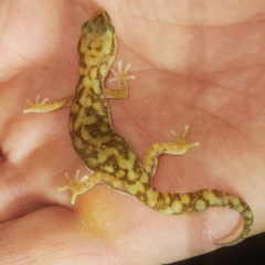 Unidentified Monitor or Gecko at Nullagine, WA - 29 Oct 2022 by AaronClausen