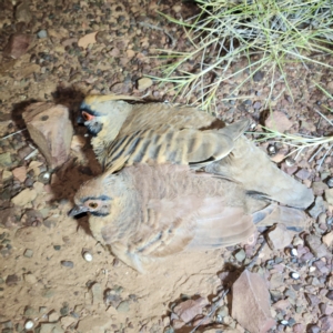 Geophaps plumifera at Nullagine, WA - 29 Oct 2022 09:50 PM