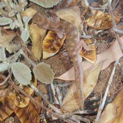 Unidentified Monitor or Gecko at Nullagine, WA - 29 Oct 2022 by AaronClausen