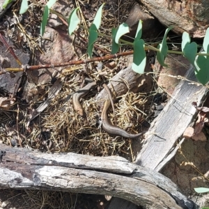 Pseudemoia entrecasteauxii at Booth, ACT - 21 Feb 2023