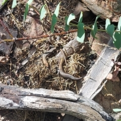 Pseudemoia entrecasteauxii (Woodland Tussock-skink) at Booth, ACT - 21 Feb 2023 by GirtsO