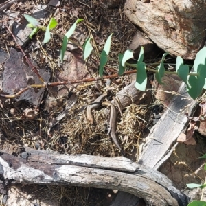 Pseudemoia entrecasteauxii at Booth, ACT - 21 Feb 2023