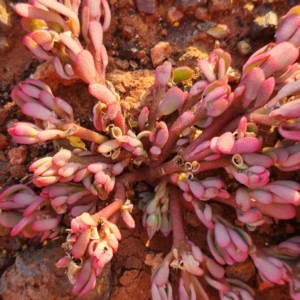 Portulaca oleracea at Nullagine, WA - 29 Oct 2022