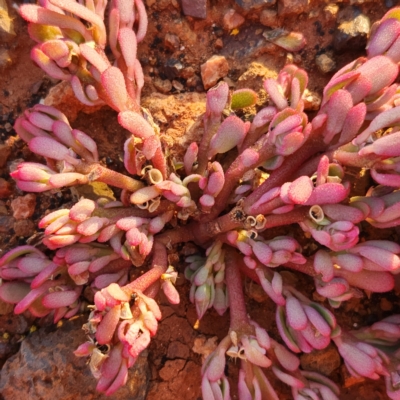 Portulaca oleracea (Pigweed, Purslane) at Nullagine, WA - 29 Oct 2022 by AaronClausen