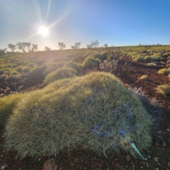Triodia (genus) (Spinifex Grasses) at Nullagine, WA - 29 Oct 2022 by AaronClausen
