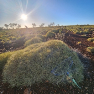 Triodia sp. at Nullagine, WA - 29 Oct 2022