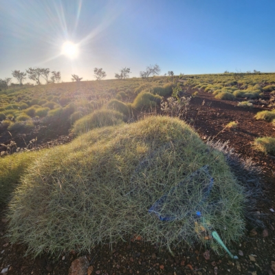 Triodia (genus) (Spinifex Grasses) at Nullagine, WA - 29 Oct 2022 by AaronClausen