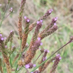 Verbena incompta (Purpletop) at Crace Grasslands - 22 Feb 2023 by trevorpreston