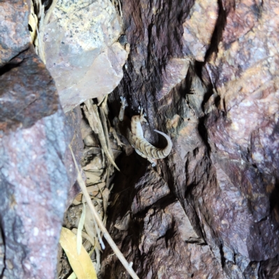 Unverified Monitor or Gecko at Marble Bar, WA - 28 Oct 2022 by AaronClausen
