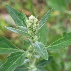 Chenopodium album (Fat Hen) at Crace Grasslands - 22 Feb 2023 by trevorpreston