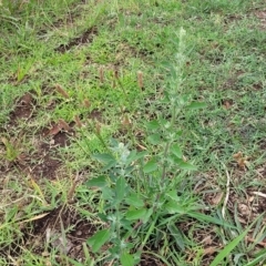 Chenopodium album at Undefined Area - 22 Feb 2023