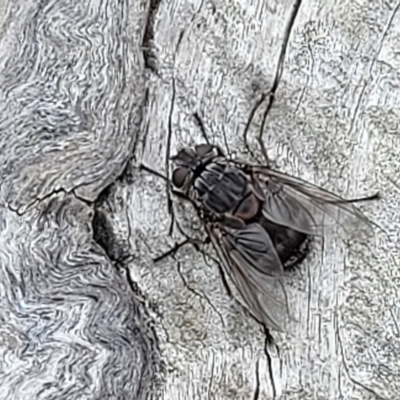 Calliphora vicina (European bluebottle) - 22 Feb 2023 by trevorpreston