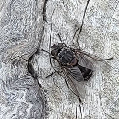 Calliphora vicina (European bluebottle) at Crace Grasslands - 22 Feb 2023 by trevorpreston