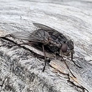 Calliphora vicina at Undefined Area - 22 Feb 2023 12:41 PM