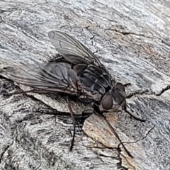 Calliphora vicina at Undefined Area - 22 Feb 2023 12:41 PM