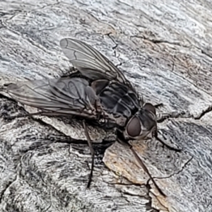 Calliphora vicina at Undefined Area - 22 Feb 2023 12:41 PM