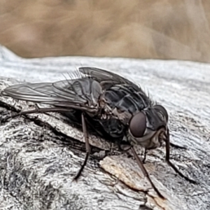 Calliphora vicina at Undefined Area - 22 Feb 2023