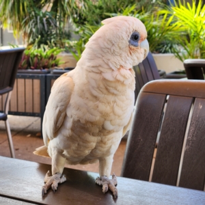 Cacatua sanguinea at Exmouth, WA - 17 Nov 2022