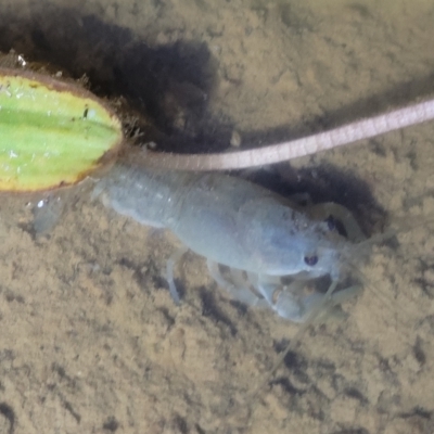 Cherax destructor (Common Yabby) at Dunlop Grasslands - 17 Feb 2023 by trevorpreston