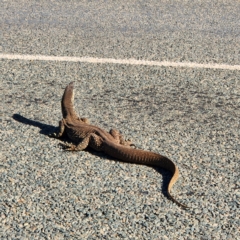 Varanus sp. (genus) at Burrup, WA - 12 Nov 2022 by AaronClausen