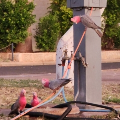 Eolophus roseicapilla (Galah) at Baynton, WA - 11 Nov 2022 by AaronClausen