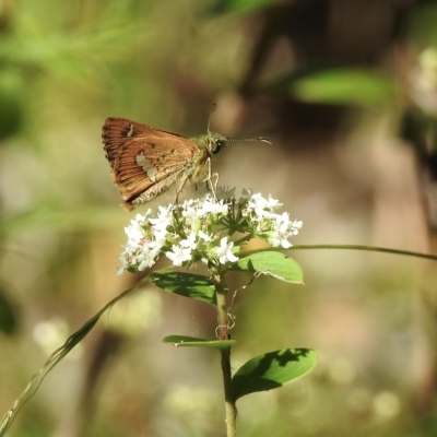 Dispar compacta (Barred Skipper) at Penrose, NSW - 16 Feb 2023 by GlossyGal