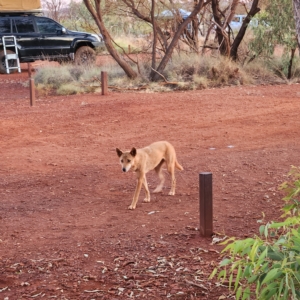 Canis lupus at Karijini, WA - 4 Nov 2022 06:21 PM