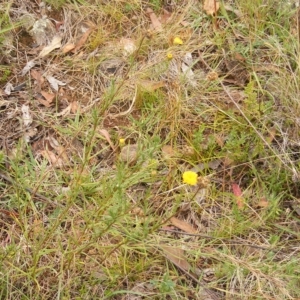 Rutidosis leptorhynchoides at Red Hill, ACT - 21 Feb 2023