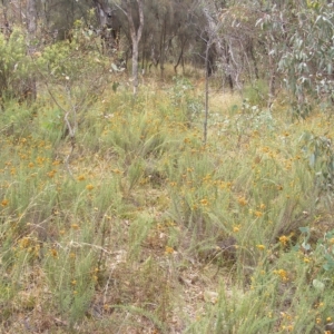 Rutidosis leptorhynchoides at Red Hill, ACT - 21 Feb 2023