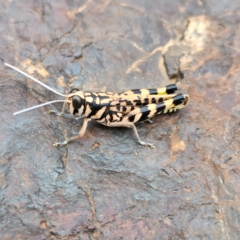 Unidentified Grasshopper, Cricket or Katydid (Orthoptera) at Marble Bar, WA - 28 Oct 2022 by AaronClausen