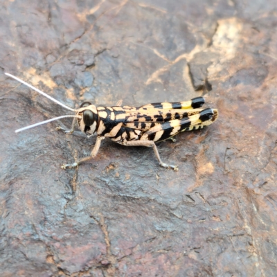 Unidentified Grasshopper, Cricket or Katydid (Orthoptera) at Marble Bar, WA - 28 Oct 2022 by AaronClausen