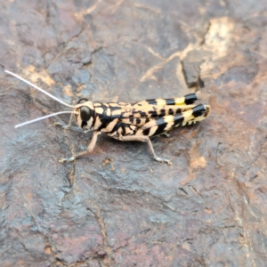 Unidentified Grasshopper, Cricket or Katydid (Orthoptera) (TBC) at suppressed by AaronClausen