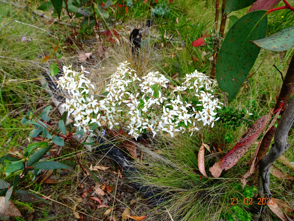 Olearia myrsinoides at Booth, ACT - 21 Feb 2023