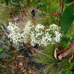 Olearia myrsinoides (Blush Daisy Bush) at Booth, ACT - 21 Feb 2023 by GirtsO