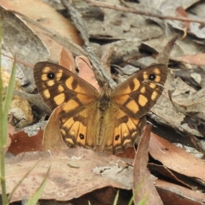 Geitoneura klugii at Mittagong, NSW - 19 Feb 2023