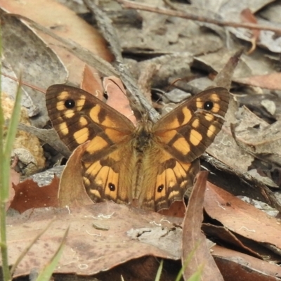 Geitoneura klugii (Marbled Xenica) at Wingecarribee Local Government Area - 19 Feb 2023 by GlossyGal
