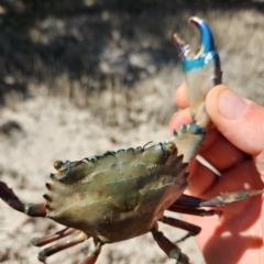 Unidentified Crab at Pardoo, WA - 27 Oct 2022 by AaronClausen