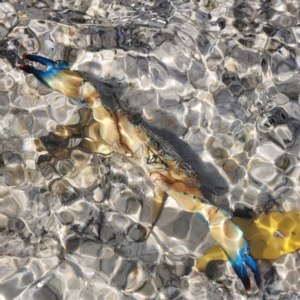 Unidentified Crab (TBC) at suppressed by AaronClausen