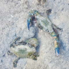 Unverified Crab at Pardoo, WA - 28 Oct 2022 by AaronClausen