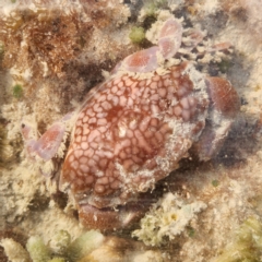 Unidentified Crab at Pardoo, WA - 27 Oct 2022 by AaronClausen