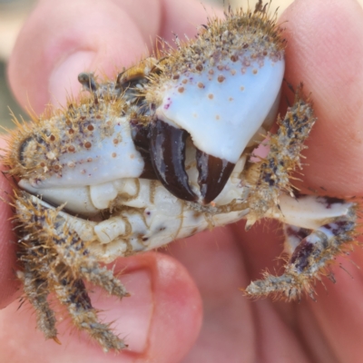 Unverified Crab at Pardoo, WA - 27 Oct 2022 by AaronClausen