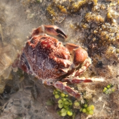 Unidentified Crab at Pardoo, WA - 27 Oct 2022 by AaronClausen