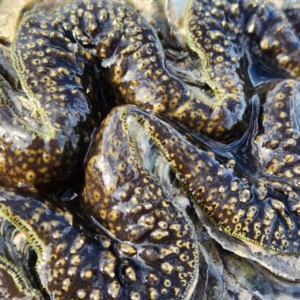 Unidentified Pipi / Clam / Oyster (Bivalvia) (TBC) at suppressed by AaronClausen