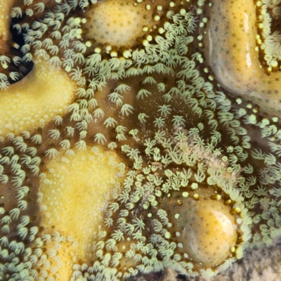 Unverified Anemone, Coral, Sea Pen at Pardoo, WA - 27 Oct 2022 by AaronClausen