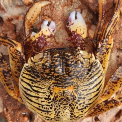 Unverified Crab at Pardoo, WA - 27 Oct 2022 by AaronClausen