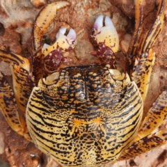 Unidentified Crab at Pardoo, WA - 27 Oct 2022 by AaronClausen