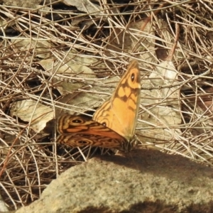 Geitoneura acantha at Mittagong, NSW - 19 Feb 2023