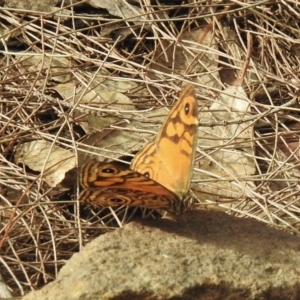 Geitoneura acantha at Mittagong, NSW - 19 Feb 2023 05:35 PM